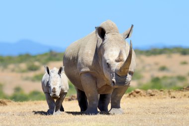 Afrikalı beyaz rhino