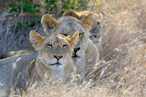 Cerca del león en el Parque Nacional de Kenia — Foto de Stock