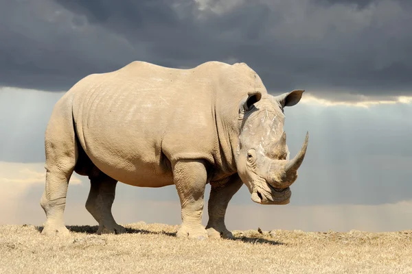 Afrikanska vit noshörning — Stockfoto