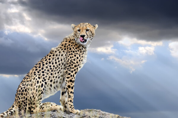 Wild african cheetah