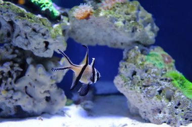 Sualtı sahne, farklı renkli balıklar yüzme gösterilen