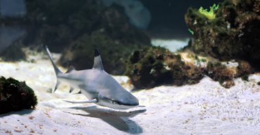 whitetip resif köpekbalığı 