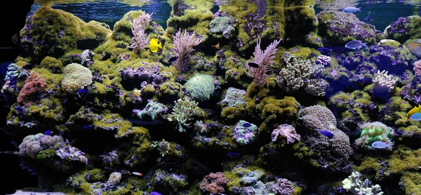 Underwater scene, showing different colorful fishes swimming — Stock Photo, Image