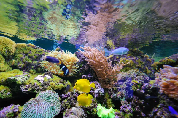 Onderwater scène, tonen verschillende kleurrijke vissen zwemmen — Stockfoto