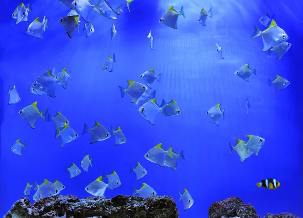 Underwater scene, showing different colorful fishes swimming — Stock Photo, Image