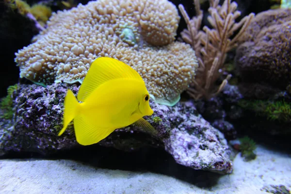 Unterwasserszene, die verschiedene bunte Fische beim Schwimmen zeigt — Stockfoto