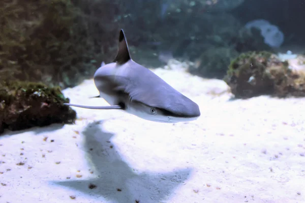 Tubarão de recife Whitetip — Fotografia de Stock