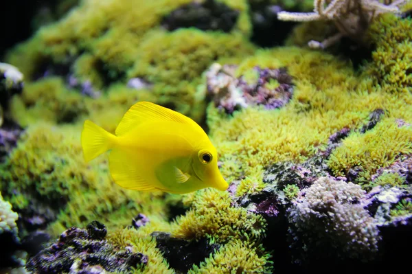 Scéna pod hladinou, ukazující různé barevné ryby plavání — Stock fotografie