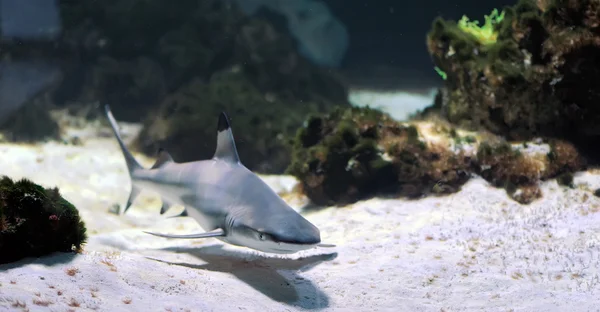 Рифова акула білопера — стокове фото