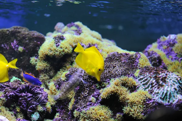 水中の様子、水泳の異なるカラフルな魚 — ストック写真