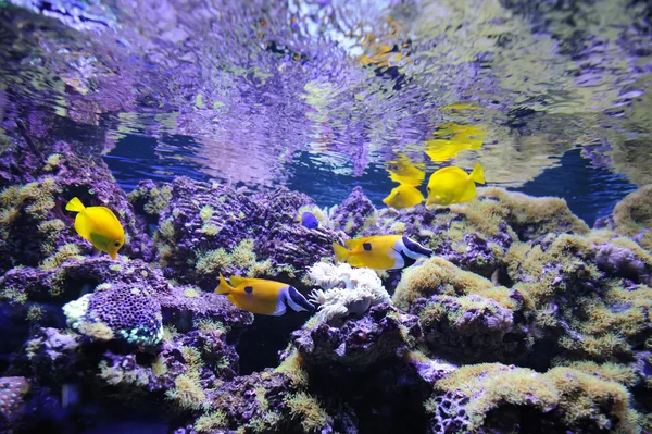 Подводная сцена, показывающая плавание различных красочных рыб — стоковое фото