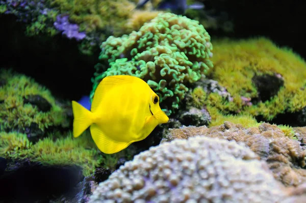 Cena subaquática, mostrando diferentes peixes coloridos nadando — Fotografia de Stock