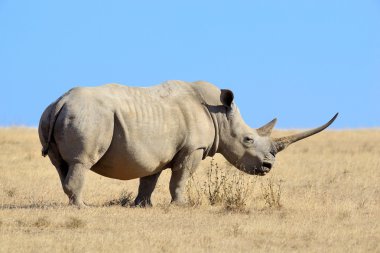 Afrikalı beyaz rhino