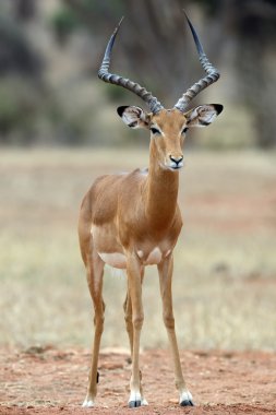 Impala Afrika savana üzerinde