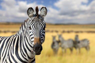 Zebra on grassland in Africa clipart