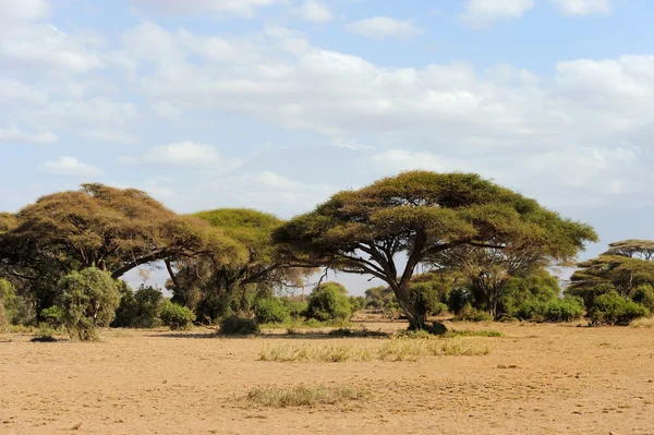 Paesaggio della Savana nel Parco Nazionale del Kenya — Foto Stock
