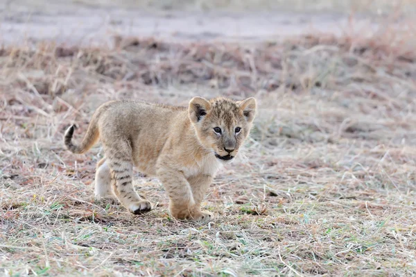 African lion cub — Stock Photo, Image