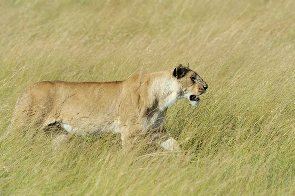 Chiudi leone nel Parco Nazionale del Kenya — Foto Stock