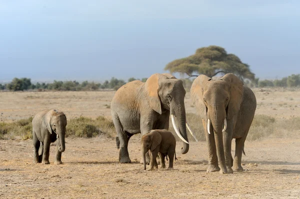 Elephant in National park of Kenya — Stock Photo, Image