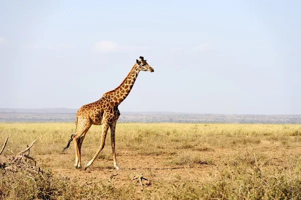 Jirafa en el Parque Nacional de Kenia — Foto de Stock