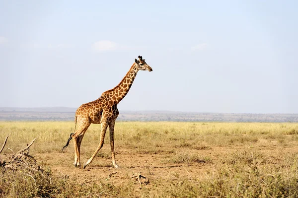 Giraffa nel Parco Nazionale del Kenya — Foto Stock