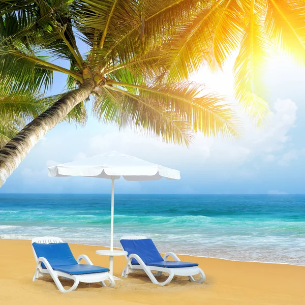 Тропический пляж с пальмой — стоковое фото