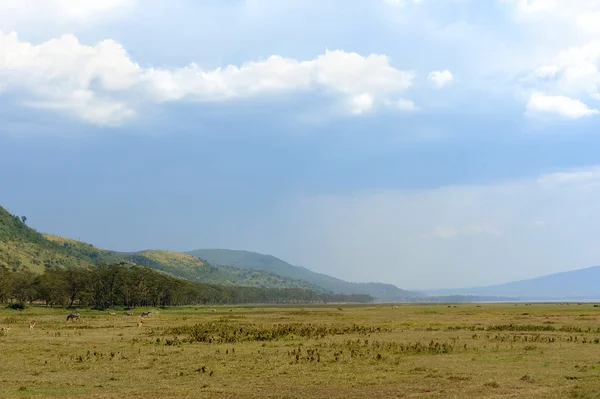 ケニアの国立公園のサバンナ風景 — ストック写真