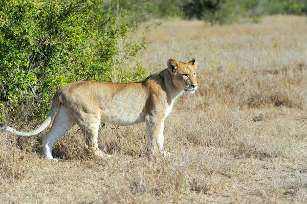 Kenya Ulusal Parkı yakın aslan — Stok fotoğraf