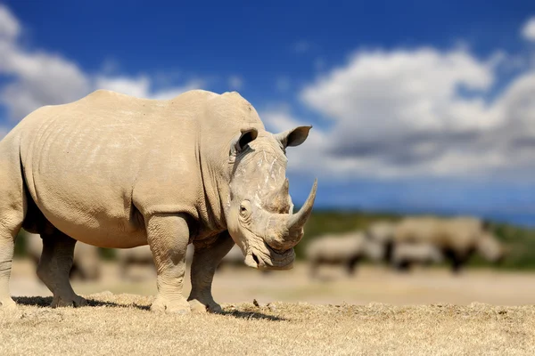 Rhino on savannah in Africa — Stock Photo, Image