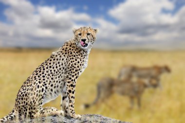 Cheetah savannah Afrika üzerinde