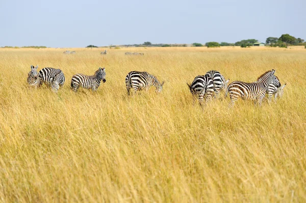 Cebra en pastizales en África — Foto de Stock