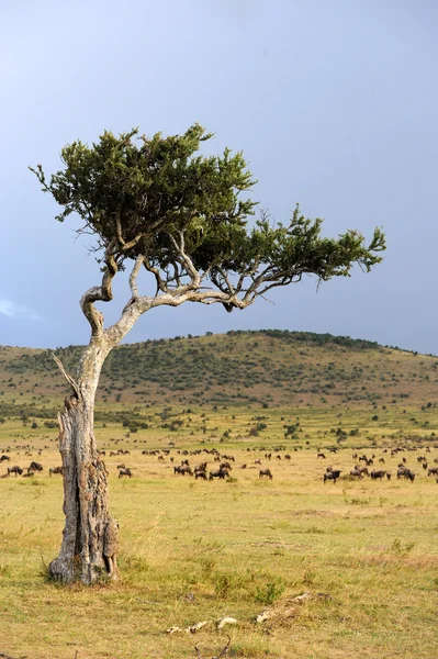 アフリカの木のある風景します。 — ストック写真