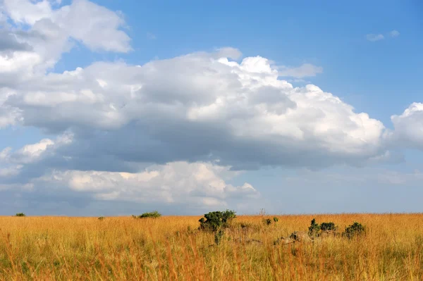 Σαβάνα τοπίο στο εθνικό πάρκο της Κένυας — Φωτογραφία Αρχείου