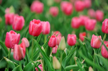 Bahar tarlasında laleler