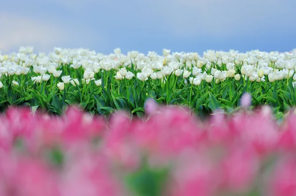 Tulips in spring field — Stock Photo, Image