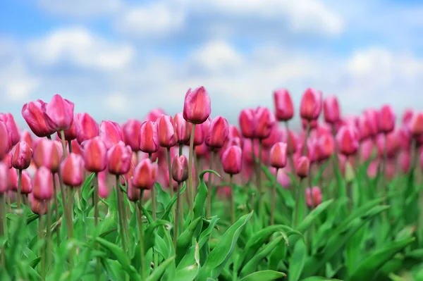 Tulipanes en campo de primavera — Foto de Stock