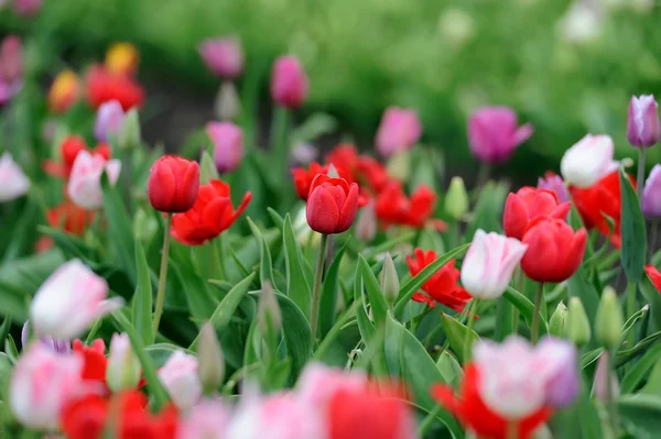 Tulipani in campo di primavera — Foto Stock