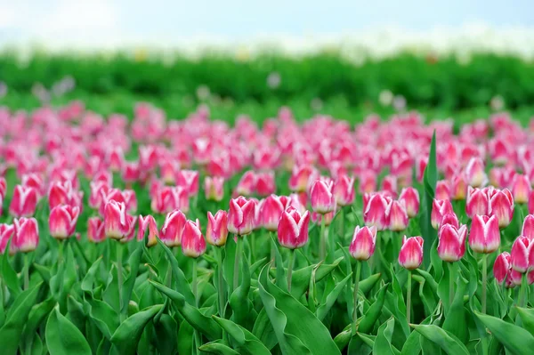 Tulpen im Frühlingsfeld — Stockfoto