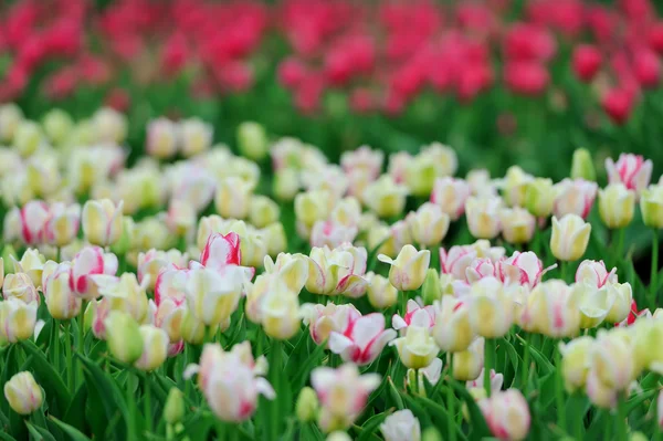 Tulipani in campo di primavera — Foto Stock