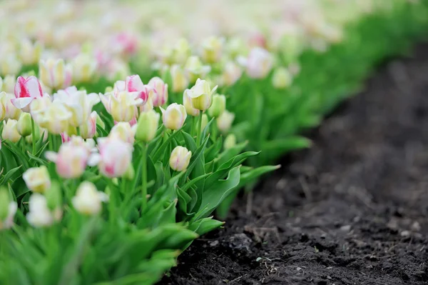 Tulips in spring field — Stock Photo, Image