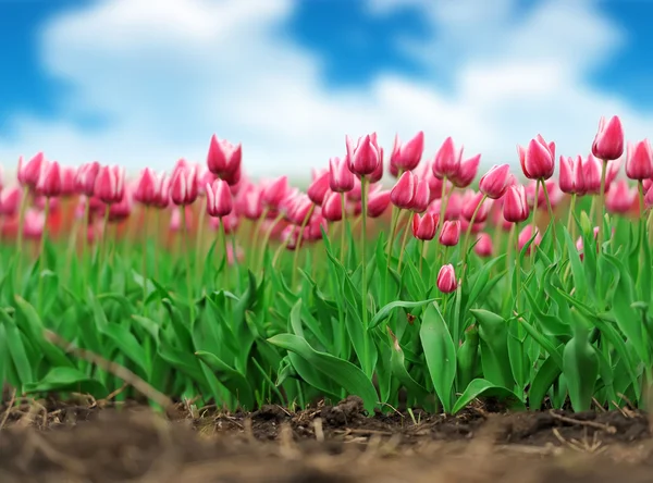 Tulips in spring field — Stock Photo, Image