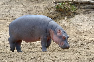 Su aygırı (su aygırı amphibius) 