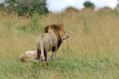 Kenya Ulusal Parkı yakın aslan