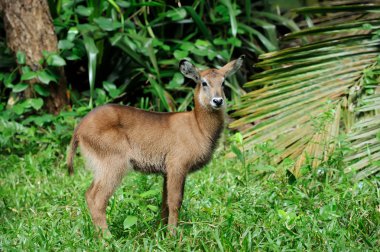 Waterbuck bebek Kenya Milli Parkı