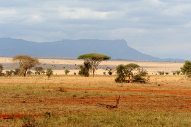 Savannah manzara Kenya Milli Parkı