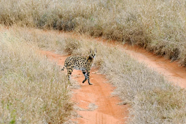 Сервальная кошка (Felis serval ) — стоковое фото