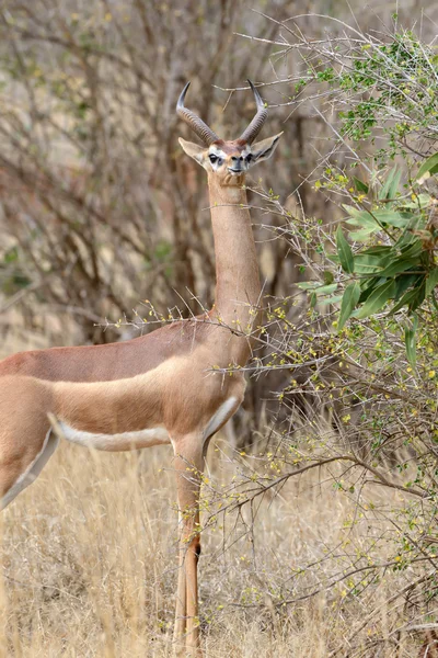 Gerenuk i nasjonalparken i Kenya, Afrika – stockfoto