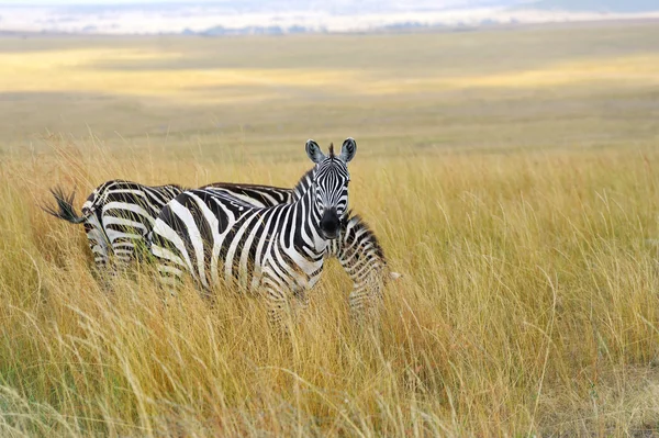 Zebra a legelőn Afrikában — Stock Fotó