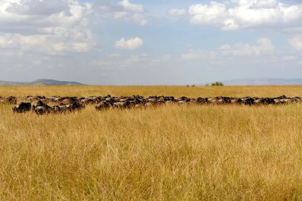Wildebeest in National park of Kenya — Stock Photo, Image