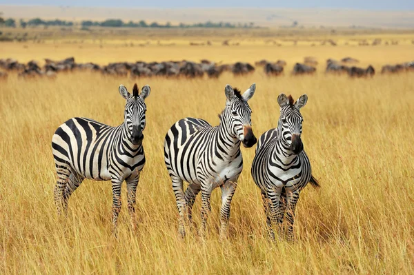 Zebra på gräsmark i Afrika — Stockfoto